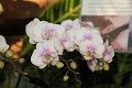 Phalaenopsis   032
